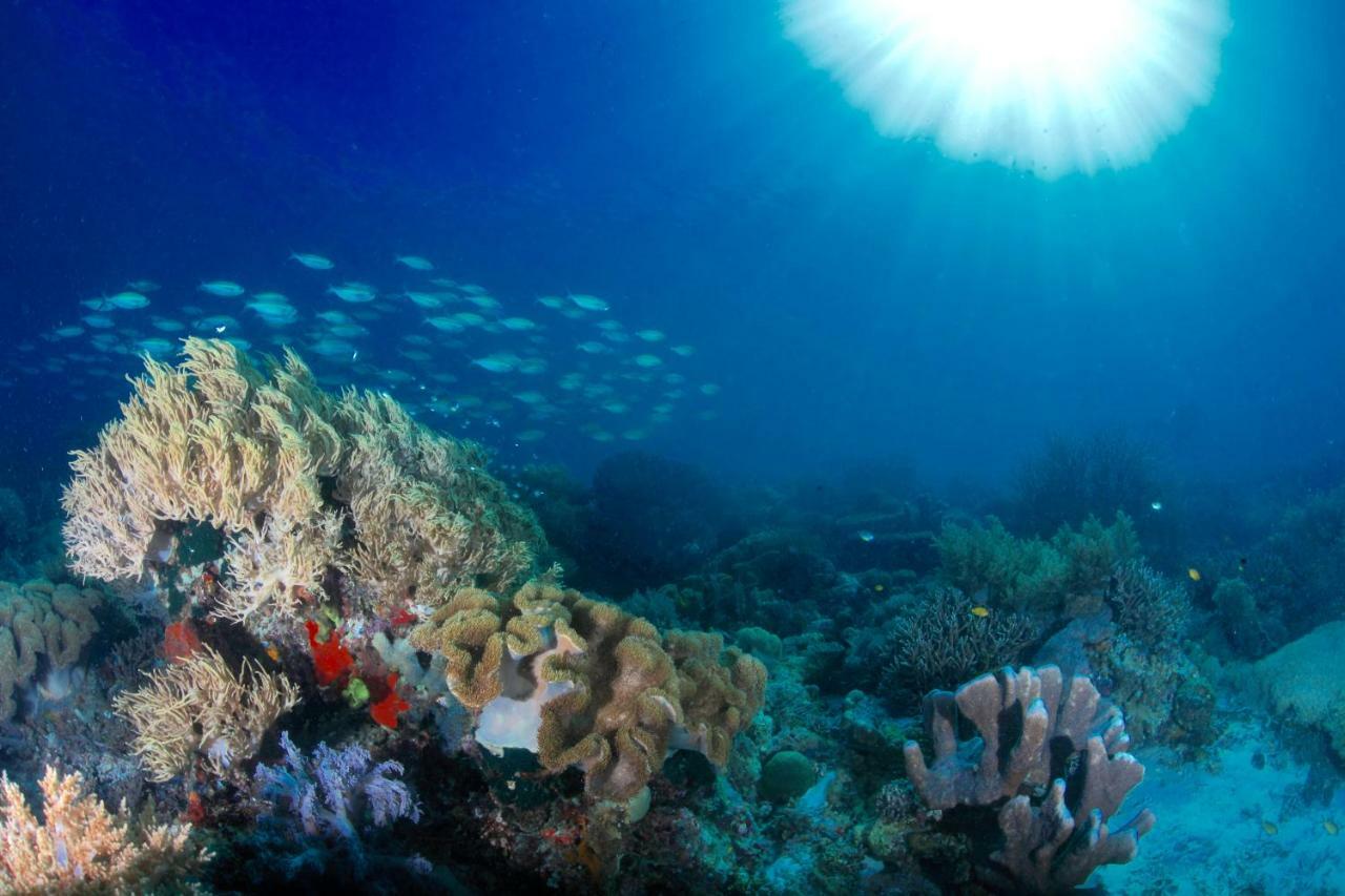 C气泡潜水度假村 C Bubble Diving Resort Dumaguete City Ngoại thất bức ảnh